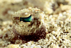 Flunder Eye, no crop ... by Patrick Neumann 
